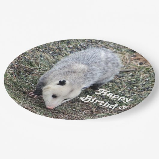 Opossum Photo Birthday Papieren Bordje (Gekanteld)