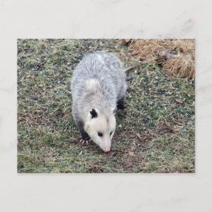 Opossum Photo Briefkaart