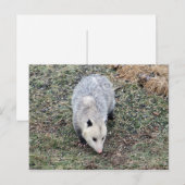 Opossum Photo Briefkaart (Voorkant / Achterkant)