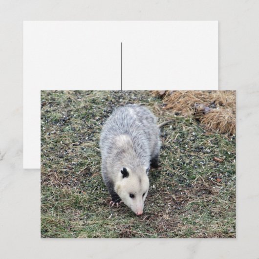 Opossum Photo Briefkaart (Voorkant / Achterkant)