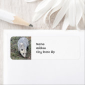 Opossum Photo Etiket (Insitu)