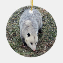 Opossum Photo