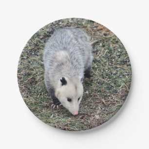 Opossum Photo Papieren Bordje
