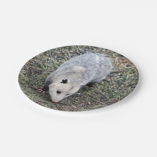 Opossum Photo Papieren Bordje (Gekanteld)