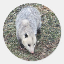 Opossum Photo