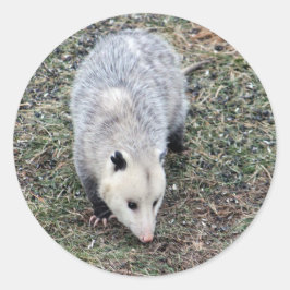 Opossum Photo Ronde Sticker