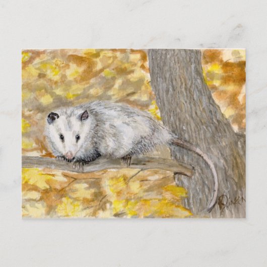 Opossum Post Card Briefkaart (Voorkant)