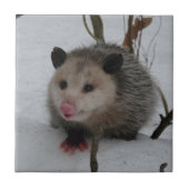 Opossum Tegeltje (Voorkant)