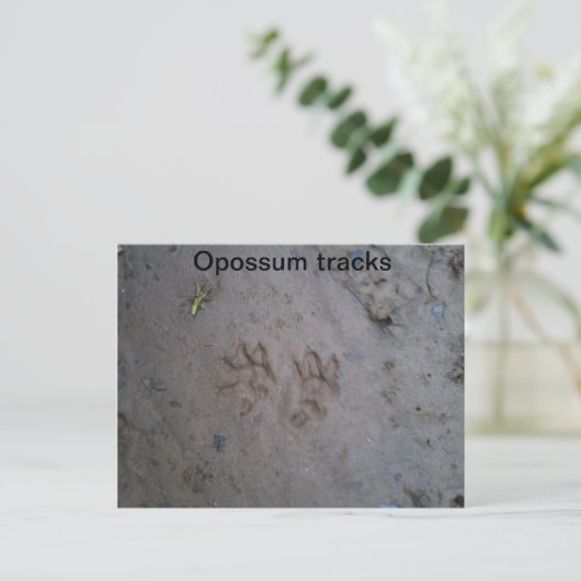 Opossum tracks briefkaart (Staand voorkant)