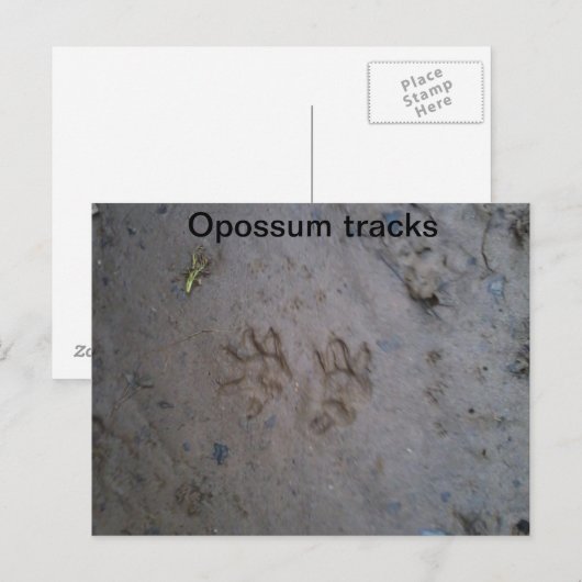Opossum tracks briefkaart (Voorkant / Achterkant)
