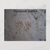 Opossum tracks briefkaart (Voorkant)