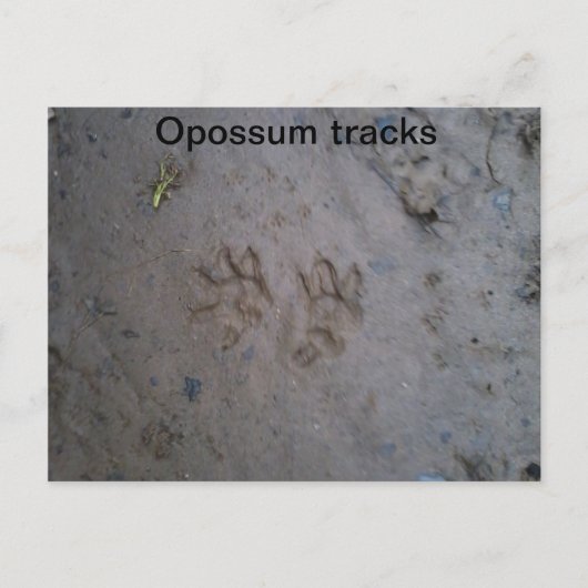 Opossum tracks briefkaart (Voorkant)