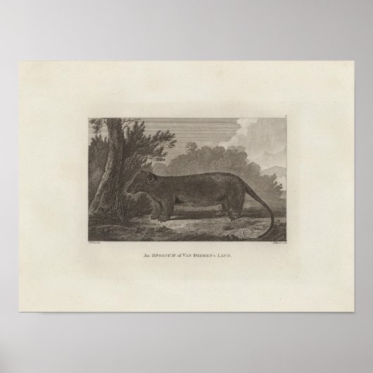 Opossum, Van Diemen's Land, Tasmanie Poster (Voorkant)