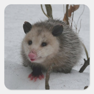 Opossum Vierkante Sticker