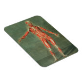 Oppervlakkig Musculair Systeem aan de voorzijde va Magneet (Rechterzijde)