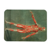 Oppervlakkig Musculair Systeem aan de voorzijde va Magneet (Horizontaal)