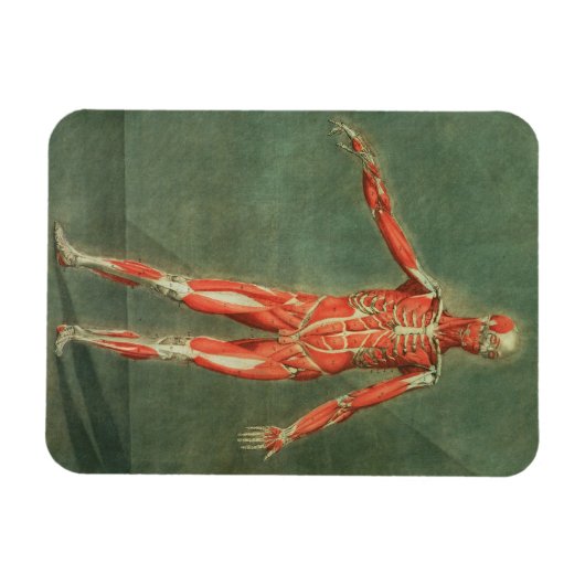 Oppervlakkig Musculair Systeem aan de voorzijde va Magneet (Horizontaal)