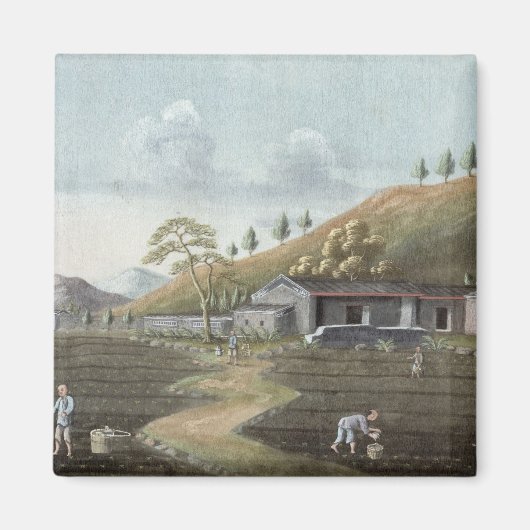 Opplant van thee (w/c op papier) magneet (Voorkant)