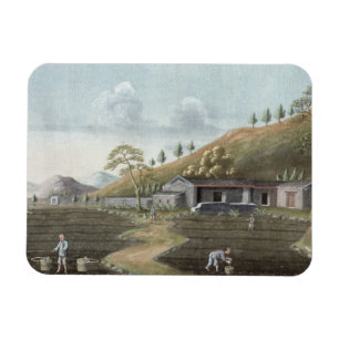 Opplant van thee (w/c op papier) magneet