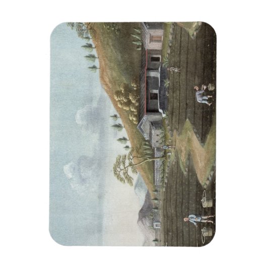 Opplant van thee (w/c op papier) magneet (Verticaal)