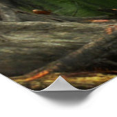 Oproep van de South Photo Postser Poster (Hoek)