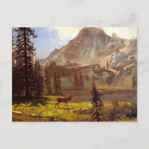 Oproep van de Wilde door Albert Bierstadt 1876-77 Briefkaart