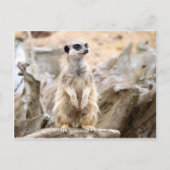 Opstaande kruid briefkaart (Voorkant)