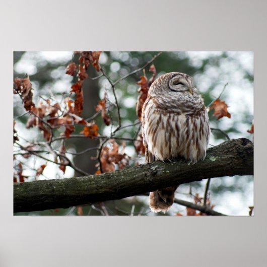 Optimistic Owl Poster (Voorkant)