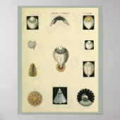 Optometrie Ooganatomie Medische kunst Afdrukken Poster (Voorkant)