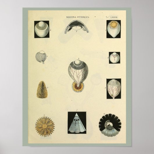 Optometrie Ooganatomie Medische kunst Afdrukken Poster (Voorkant)