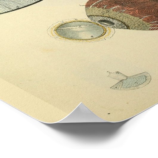 Optometrie Ooganatomie Medische kunst Afdrukken Poster (Hoek)