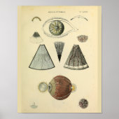 Optometrie Ooganatomie Medische kunst Afdrukken Poster (Voorkant)