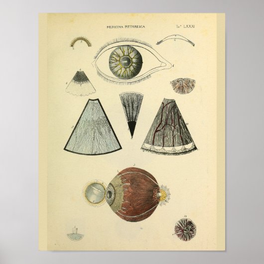 Optometrie Ooganatomie Medische kunst Afdrukken Poster (Voorkant)