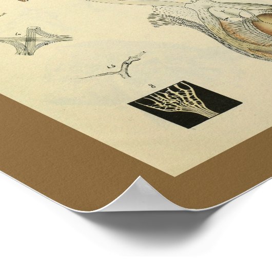 Optometrie Oogzicht Anatomie Kunst Afdrukken Poster (Hoek)