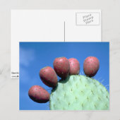 Opuntia megacantha (peul) woestijn briefkaart (Voorkant / Achterkant)