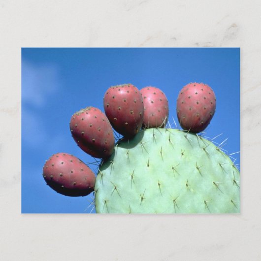 Opuntia megacantha (peul) woestijn briefkaart (Voorkant)