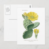 Opuntia vulgaris briefkaart (Voorkant / Achterkant)