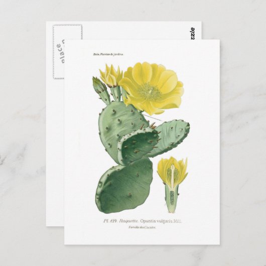 Opuntia vulgaris briefkaart (Voorkant / Achterkant)
