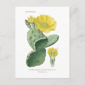 Opuntia vulgaris briefkaart (Voorkant)