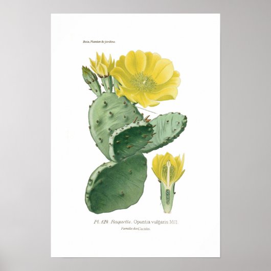 Opuntia vulgaris poster (Voorkant)
