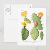 Opuntias Briefkaart (Voorkant / Achterkant)
