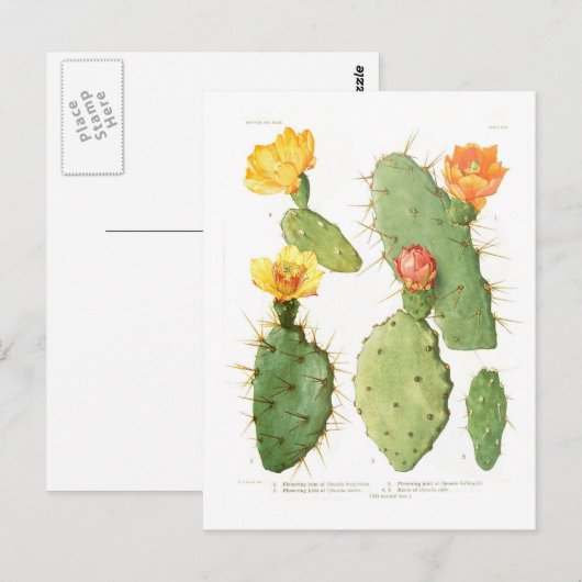 Opuntias Briefkaart (Voorkant / Achterkant)