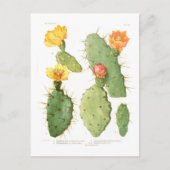Opuntias Briefkaart (Voorkant)
