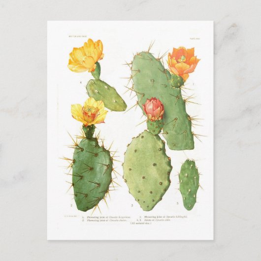 Opuntias Briefkaart (Voorkant)
