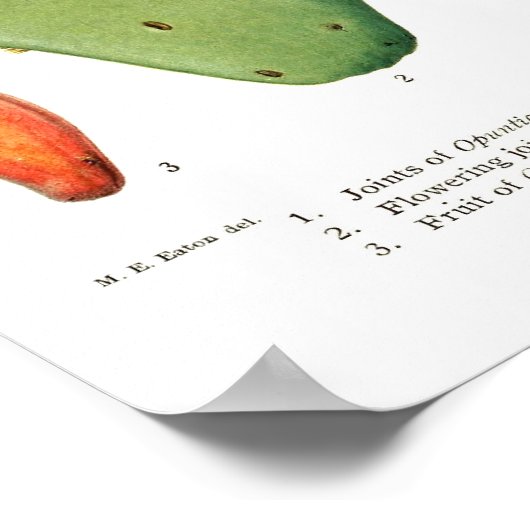 Opuntias Poster (Hoek)