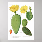Opuntias Poster (Voorkant)