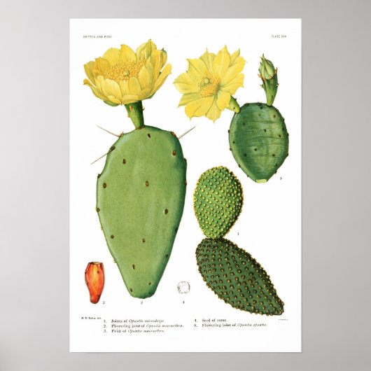 Opuntias Poster (Voorkant)