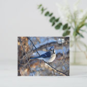 Opvallend blauw Jay Briefkaart (Staand voorkant)