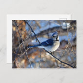 Opvallend blauw Jay Briefkaart (Voorkant / Achterkant)