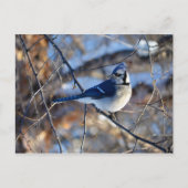 Opvallend blauw Jay Briefkaart (Voorkant)